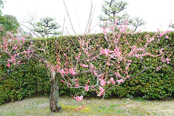 名古屋城の梅の花