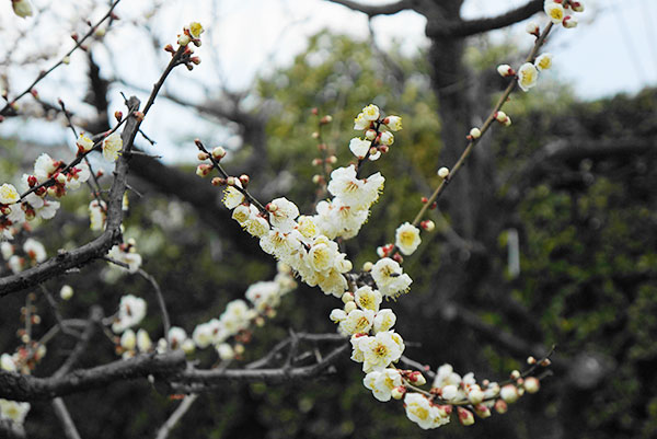 名古屋城の梅の花