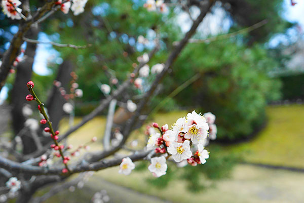 名古屋城の梅の花