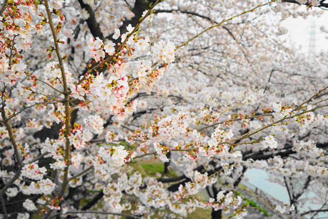 荒子川公園の桜