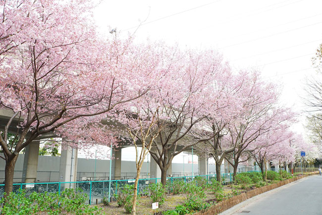 あおなみ線荒子川公園駅の線路沿いの桜