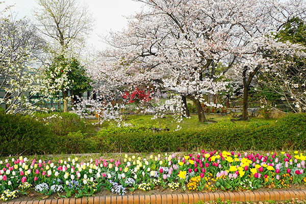 桜とチューリップの競演