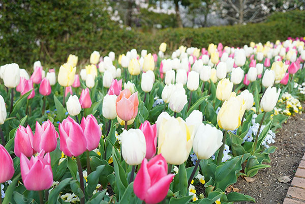 荒子川公園のチューリップ