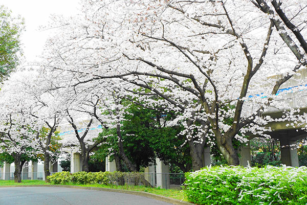 桜のトンネル