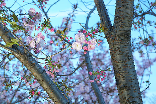 夕暮れの桜