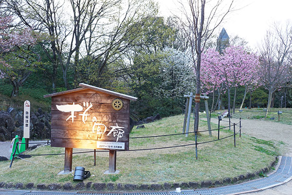 東山植物園の桜の回廊