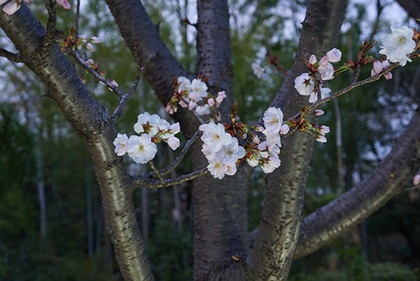 宵の桜