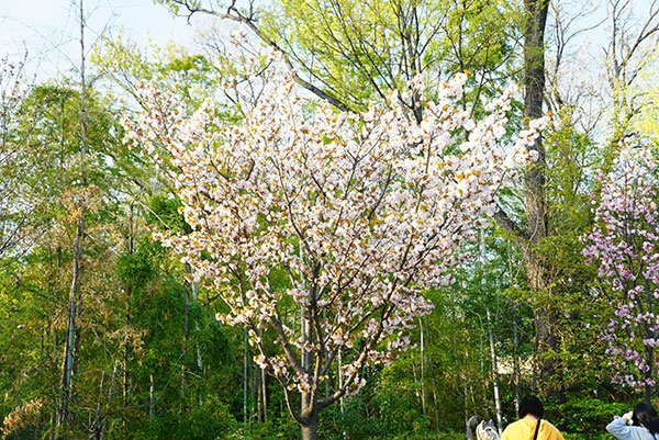 ハートに見える桜の木