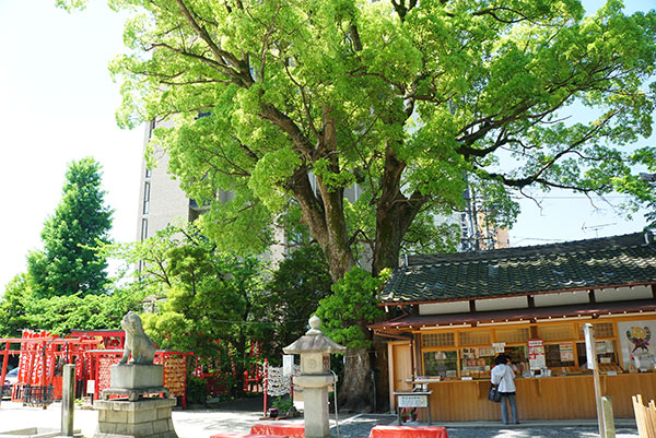 菅生神社の大きな木でパワーアップ