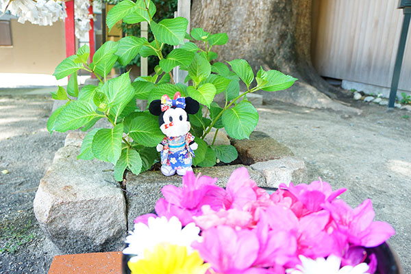 まいぬいもーず