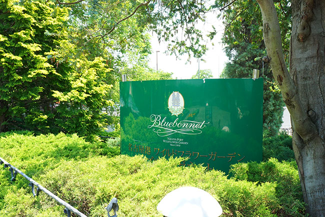 ワイルドフラワーガーデンブルーボネット