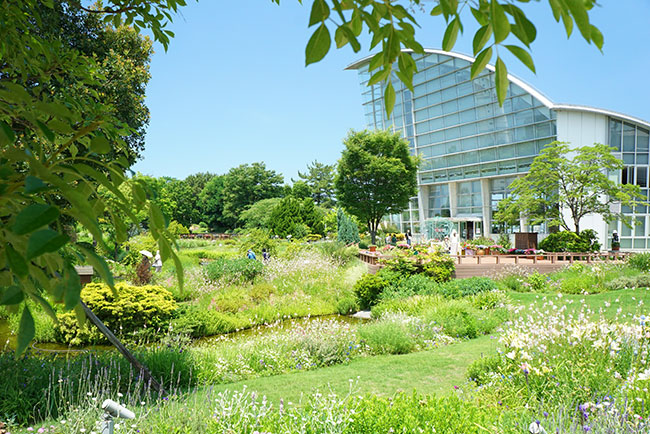 ワイルドフラワーガーデンブルーボネット