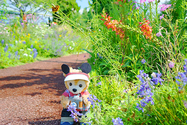 ブルーボネットみつけた