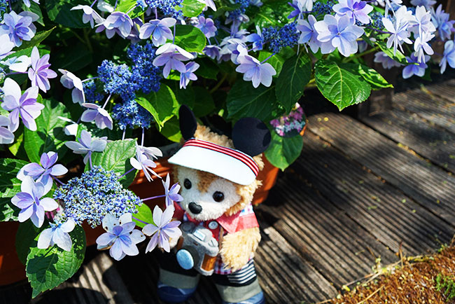 あじさいもパチリ