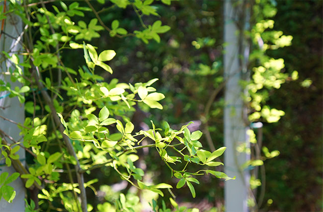 ワイルドフラワーガーデンブルーボネット