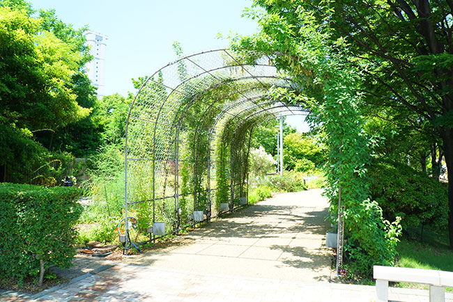 ワイルドフラワーガーデンブルーボネット