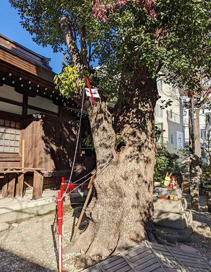 大きな木にはキューピッドの矢