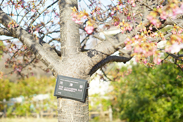 名古屋市港区の戸田川緑地の河津桜