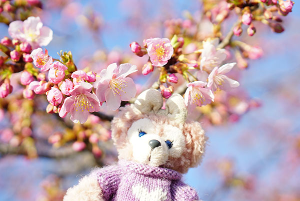 戸田川緑地の河津桜