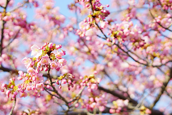 戸田川緑地の河津桜