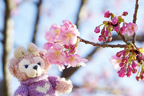 戸田川緑地の河津桜