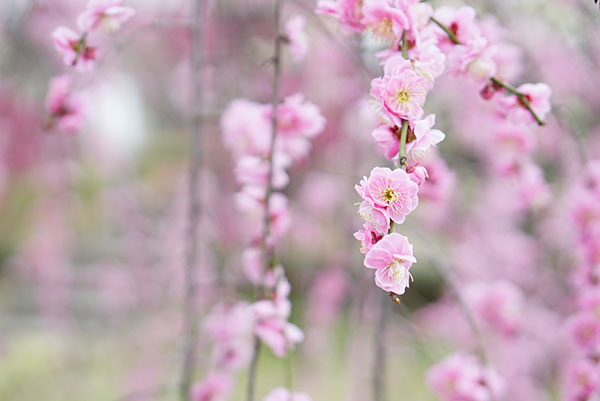 荒子公園の梅