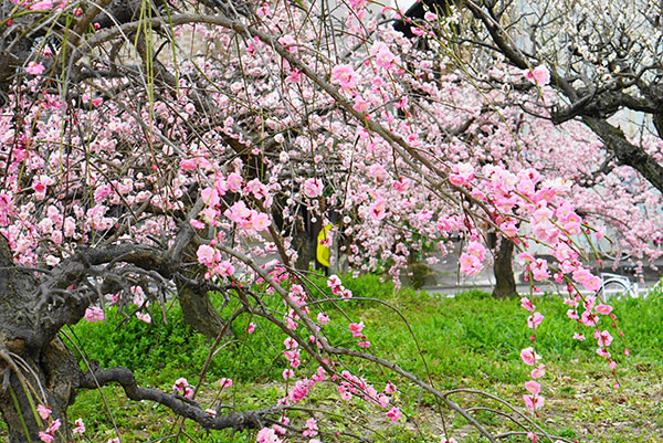 荒子公園の梅苑