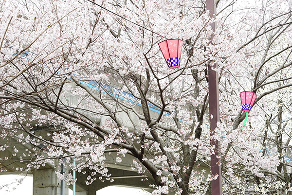 荒子川公園の桜(あおなみ線沿いの桜)