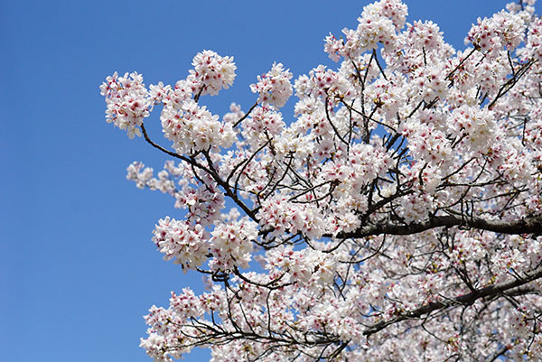 名古屋城の桜