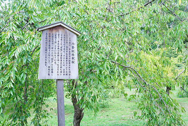 春には桜が咲きます