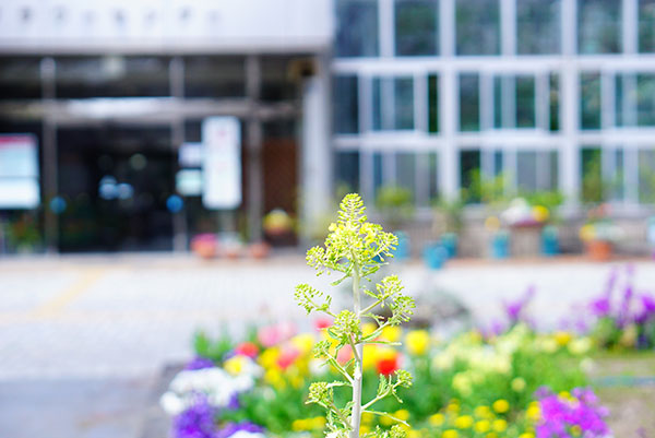 flower-center（todagawa-ryokuchi）