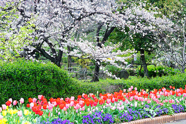 荒子川公園