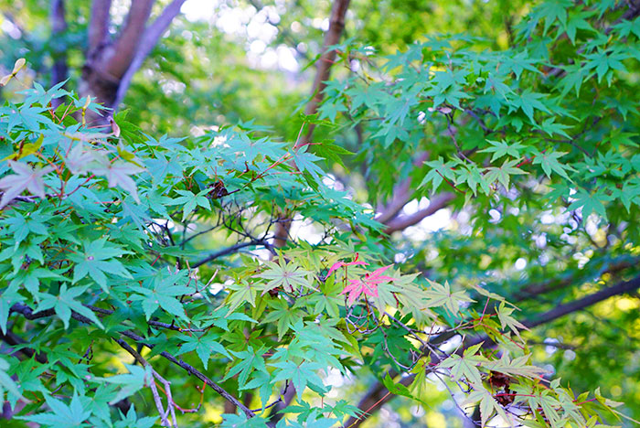 東山植物園