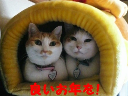 f:id:kumanekodou:20081231233819j:image f:id:kumanekodou:20081231233819j:image