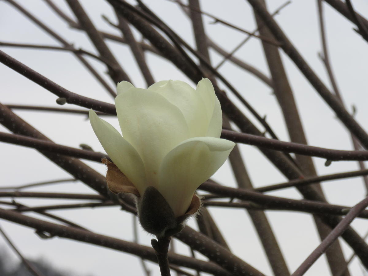 f:id:kumaninobi-chann:20190328171001j:plain
