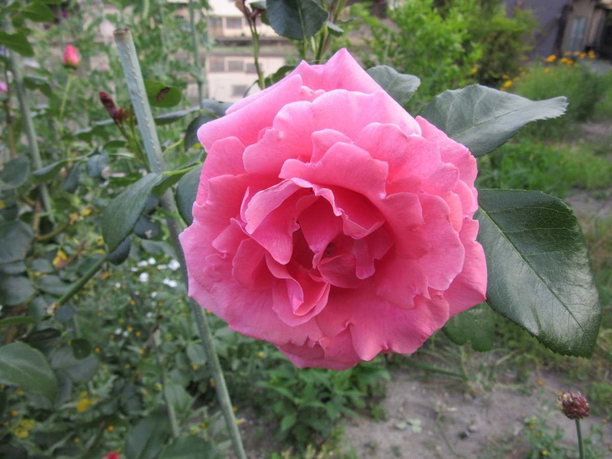 f:id:kumaninobi-chann:20190602111004j:plain