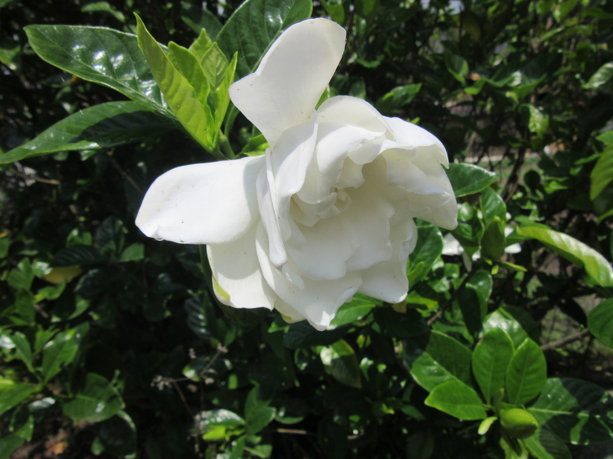 f:id:kumaninobi-chann:20190714105637j:plain