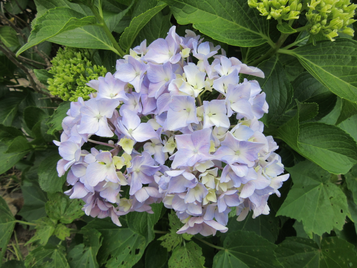 f:id:kumaninobi-chann:20190714110542j:plain