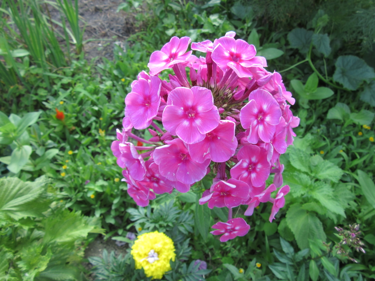 f:id:kumaninobi-chann:20190714111606j:plain