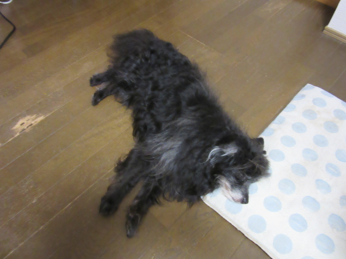 f:id:kumaninobi-chann:20190714112259j:plain