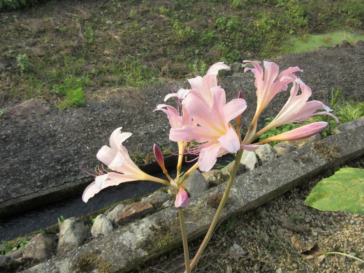 f:id:kumaninobi-chann:20190823115619j:plain