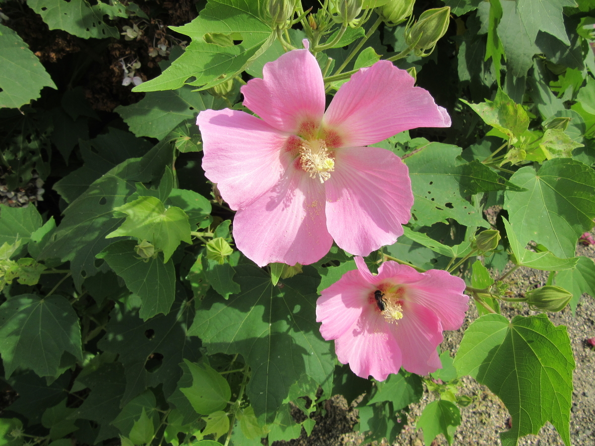 f:id:kumaninobi-chann:20190823120649j:plain