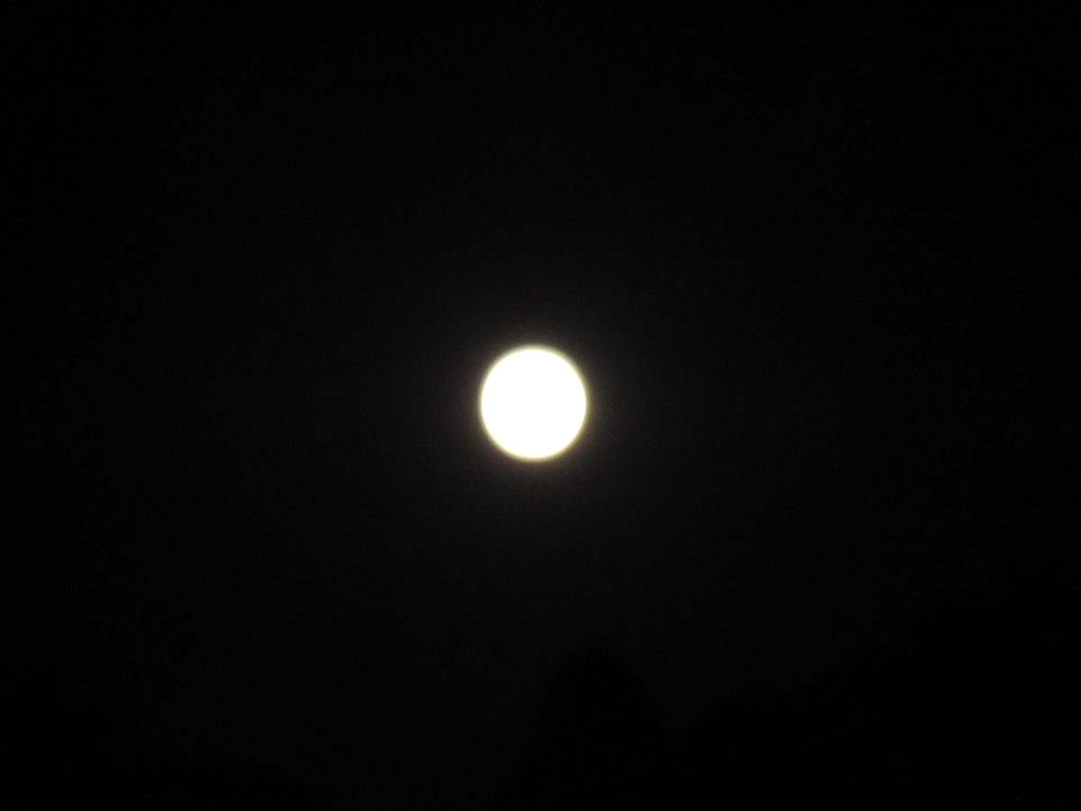 f:id:kumaninobi-chann:20190924170453j:plain