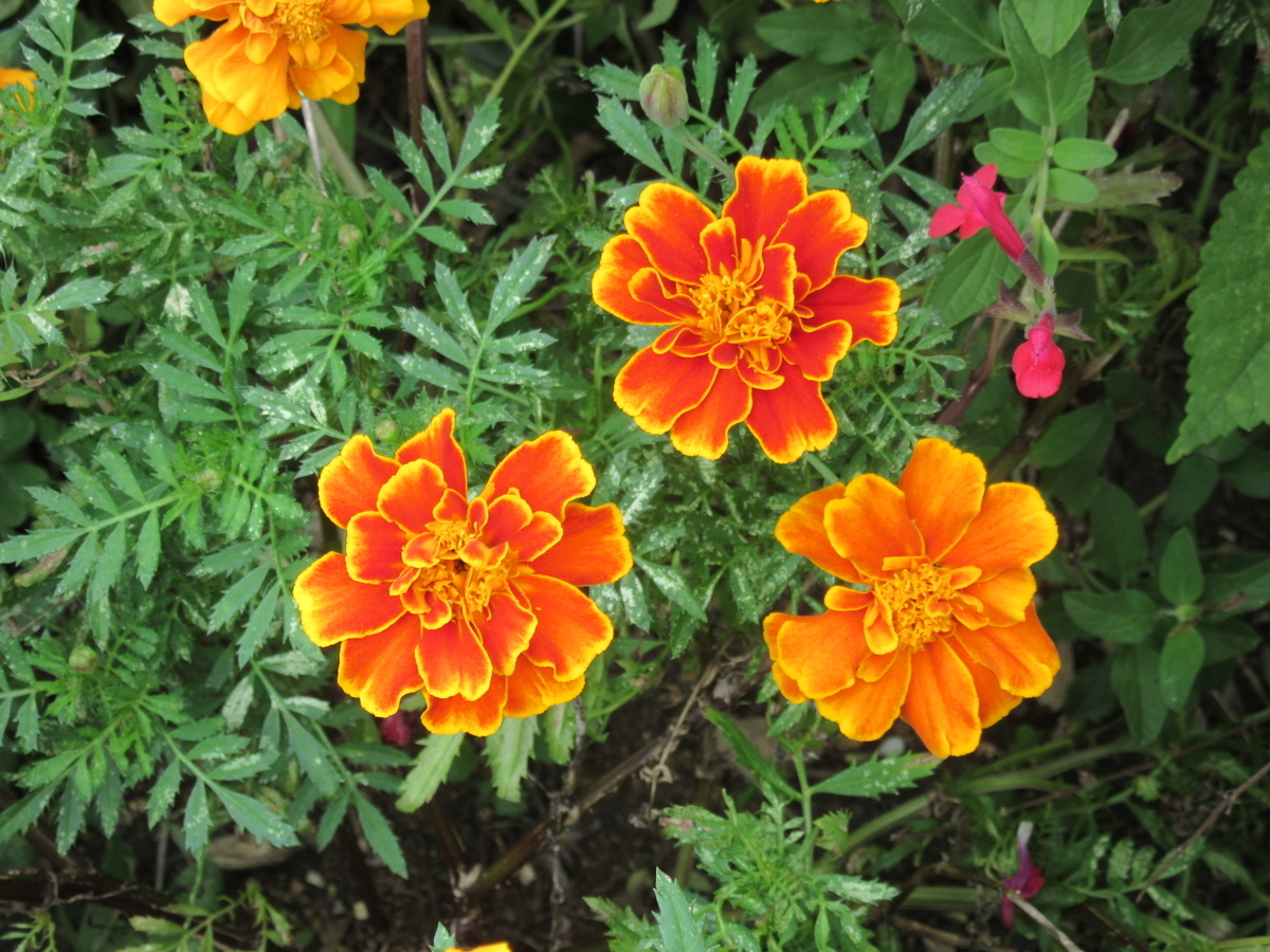 f:id:kumaninobi-chann:20190924171343j:plain