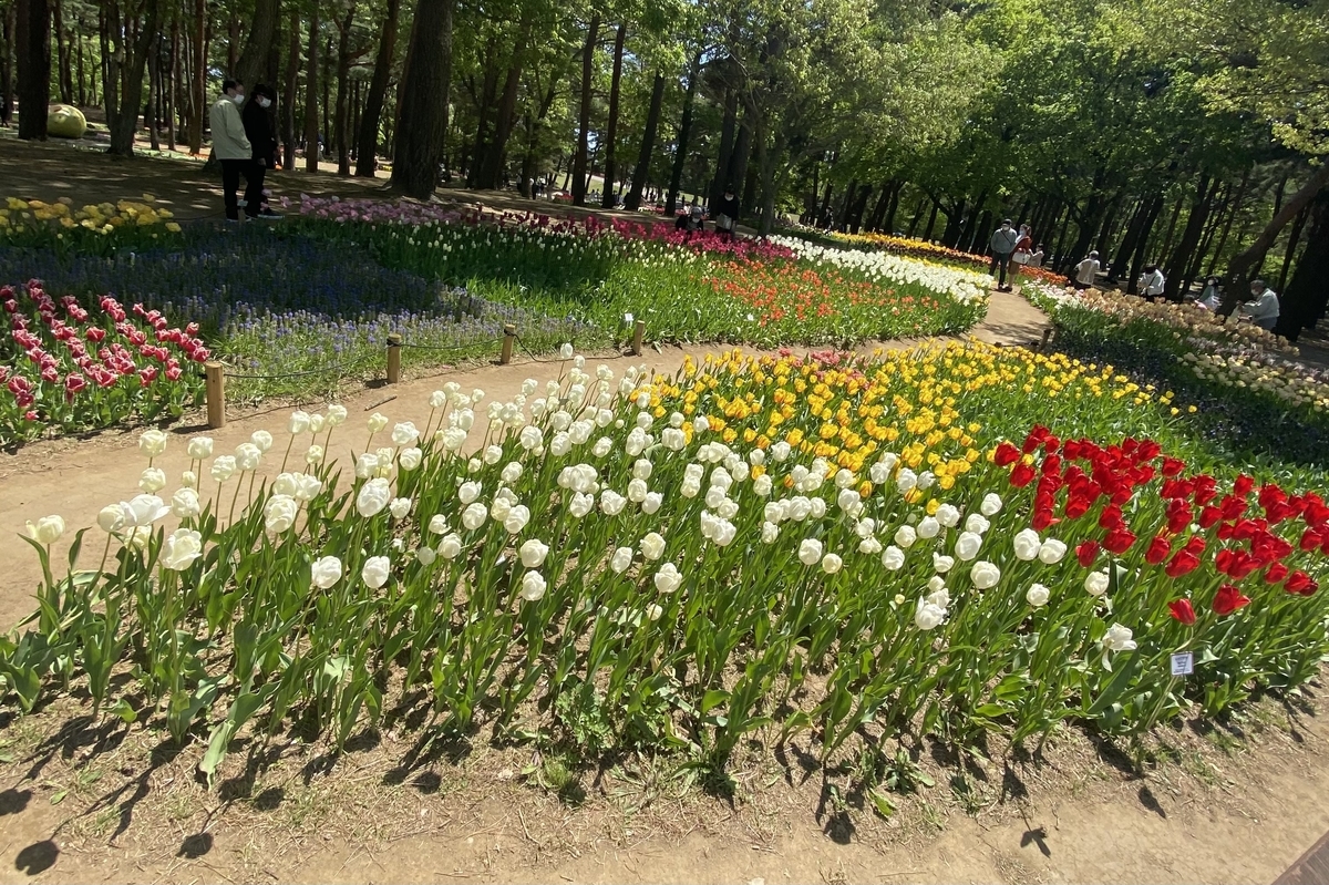 ネモフィラは今が見頃 国営ひたち海浜公園のおすすめデートプラン くまのこシャチ