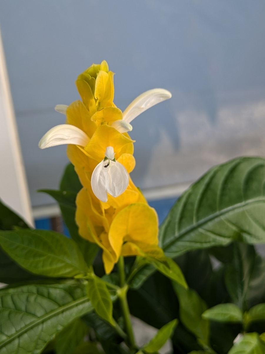 パキスタキスの花