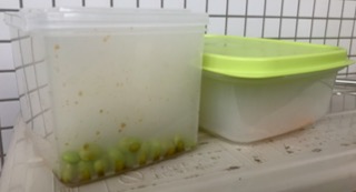 タッパが煙で充満されたら蓋をします