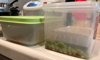 換気扇の下でタッパを開けます