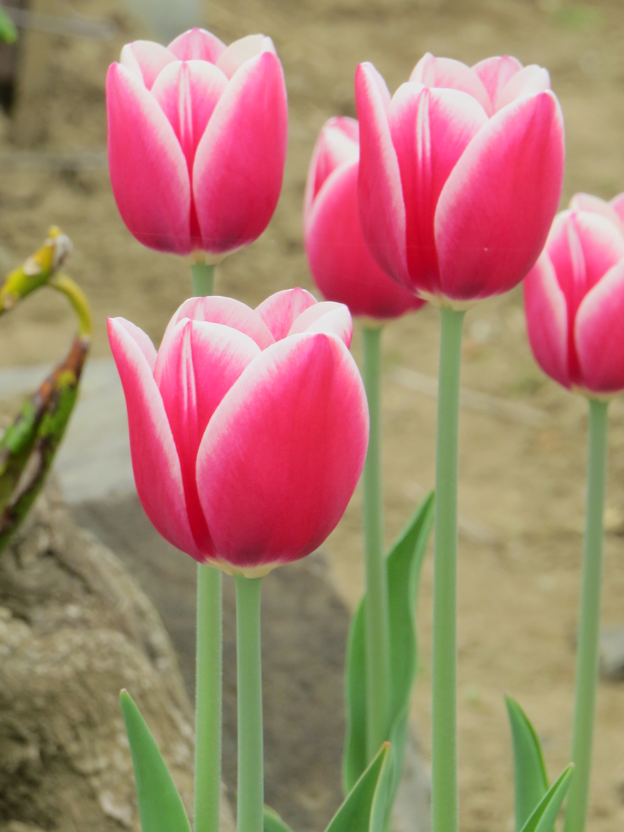 f:id:kumapara:20190506125023j:plain