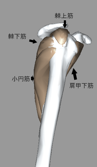 f:id:kumapt:20190804213722p:plain